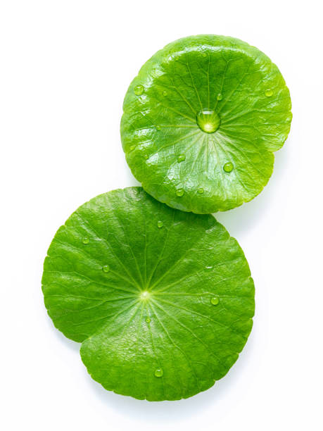 istock Close up centella asiatica leaves with rain drop isolated on white background top view. 1443421458