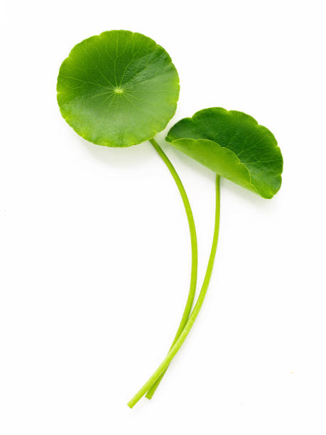 istock Centella asiatica leaves isolated on white background. 1443421744