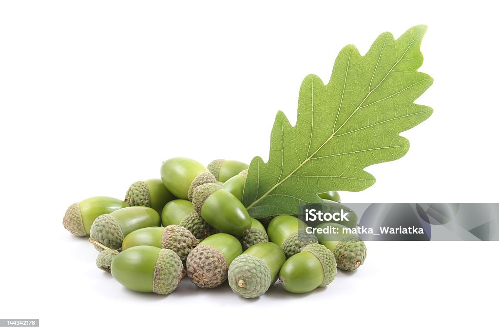 acorns pile of green acorns and leaf isolated on white Acorn Stock Photo