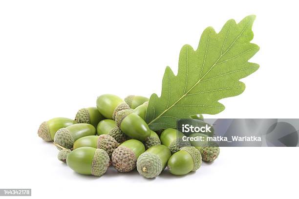 Acorns Stock Photo - Download Image Now - Acorn, Close-up, Green Color