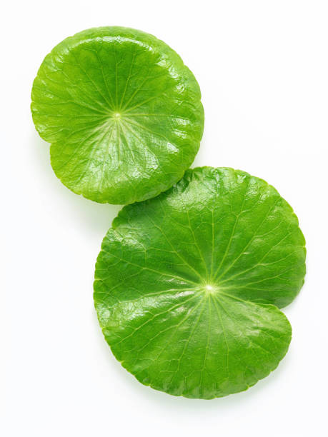 istock Close up centella asiatica leaves with rain drop isolated on white background top view. 1443421957