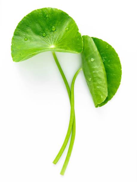 istock Close up centella asiatica leaves with rain drop isolated on white background top view. 1443422159