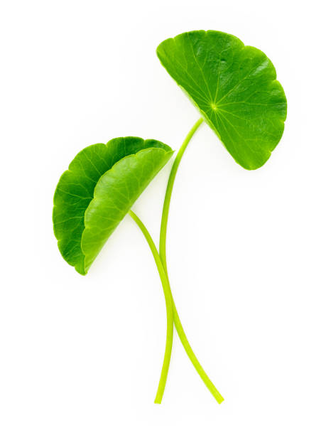 istock Close up centella asiatica leaves with rain drop isolated on white background top view. 1443422302