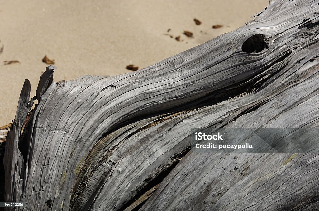 contorted branch на Песчаная дюна - Стоковые фото Витой роялти-фри