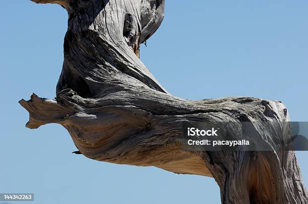 Contorted Branch En La Duna De Arena Foto de stock y más banco de imágenes de Retorcido - Retorcido, Árbol, Madera a la deriva