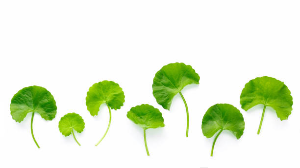 istock Close up centella asiatica leaves isolated on white background top view. 1443422941