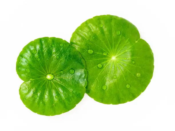 Close up centella asiatica leaves with rain drop in petri dish isolated on white background top view.