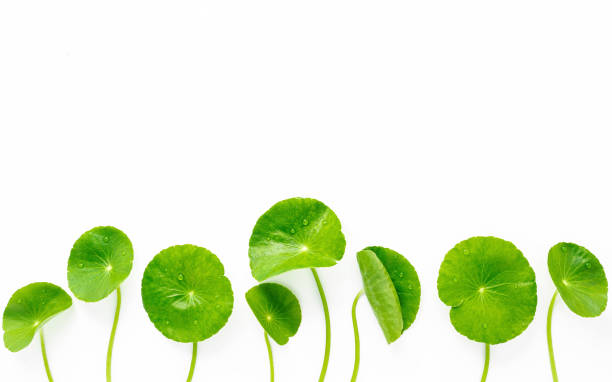 istock Close up centella asiatica leaves with rain drop isolated on white background top view. 1443423102