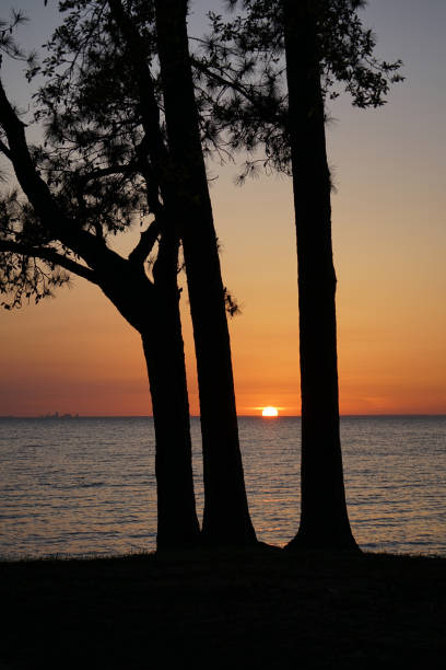 Tree Framed Sunset A South Alabama sunset framed by trees, shot across Mobile Bay. mobile bay stock pictures, royalty-free photos & images