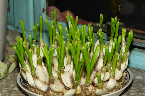 A bed of young garlic shoots. Organic vegetable garden. The concept of agriculture and nature conservation. Outdoors.
