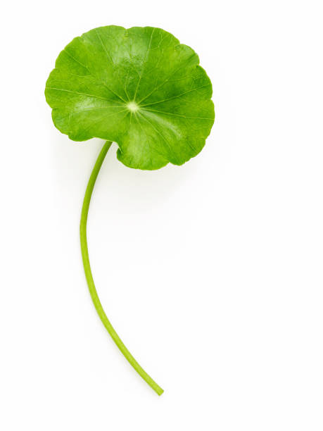 istock Close up centella asiatica leaves with rain drop isolated on white background top view. 1443423307
