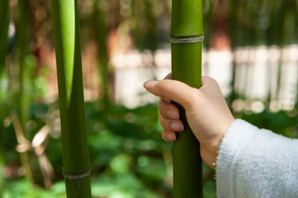 foresta di bambù.mano che tocca il bambù - giant bamboo foto e immagini stock