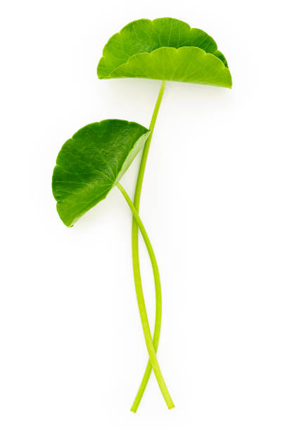 istock Close up centella asiatica leaves with rain drop isolated on white background top view. 1443423473