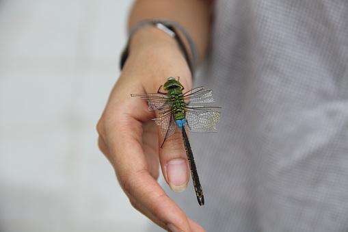 This image is of a firefly resting on a child's fingertip. 