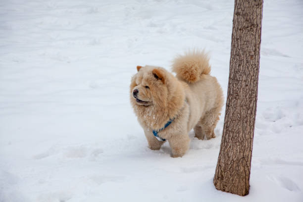 Winter in the garden