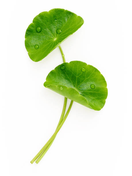 istock Close up centella asiatica leaves with rain drop isolated on white background top view. 1443423655