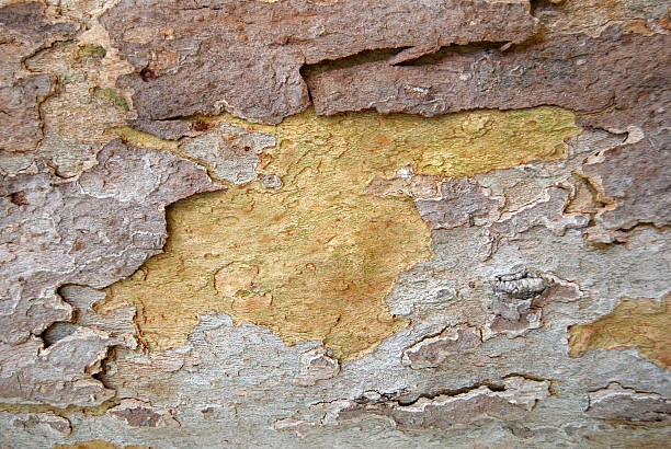 Bark of a Tree stock photo