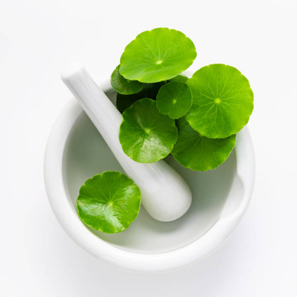 istock Close up centella asiatica leaves with white mortar isolated on white background top view. 1443423764