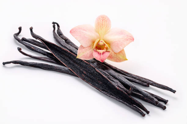 istock Dried vanilla sticks and orchid flower set up on marble background. 1443424734