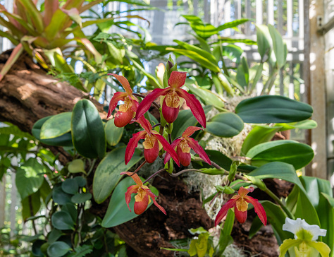 Beautiful Phragmipedium Acker's Fu Manchu hybrid orchid