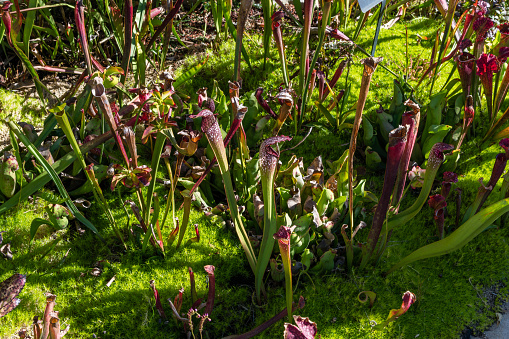 Carnivorous Pitcher plants at a botanical garden in Southern California