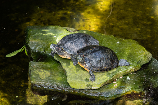 Two red-eared slider turtles at a botanical garden in Southern California