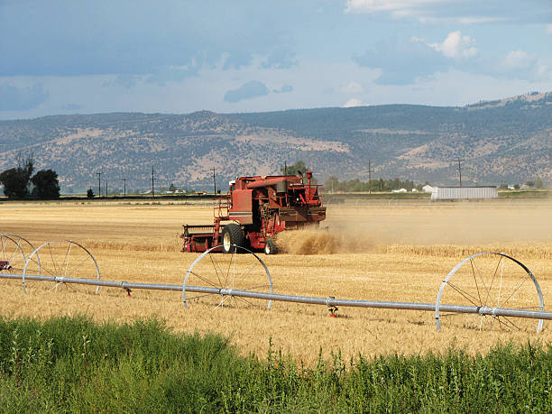 grain harvest stock photo