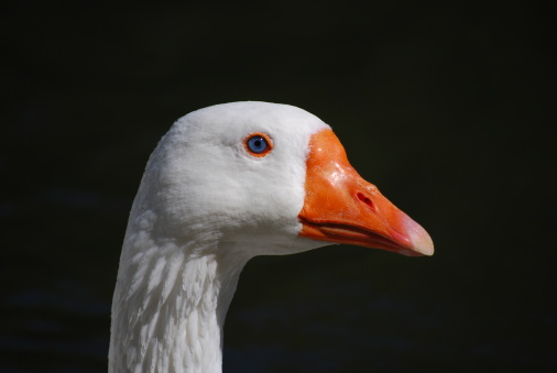 Close up of a blue eyed white duck or goose.  