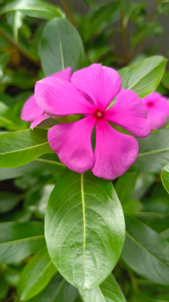 istock Pink vinca flowers 1443427307