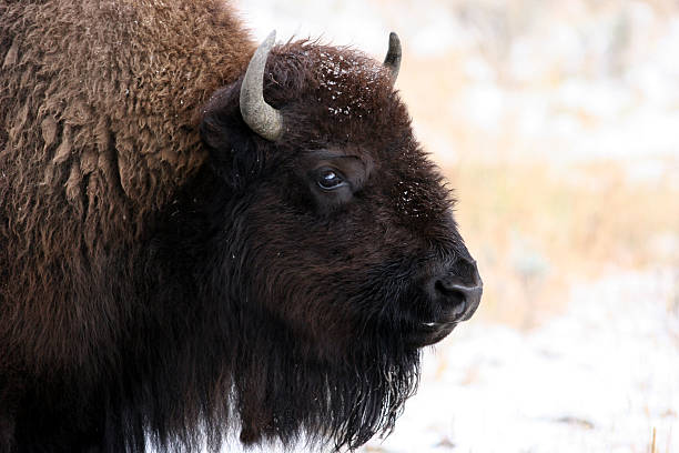 Bison or Buffalo stock photo