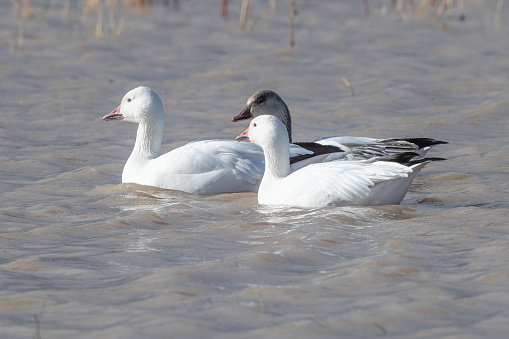 Dark adult snow goose (Chen caerulescens) swimming in shallow water with white snow geese in Bosque del Apache of southern New Mexico, USA.