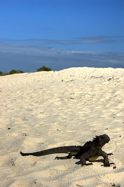 istock Marine iguana walking on whitesand beach 144342762