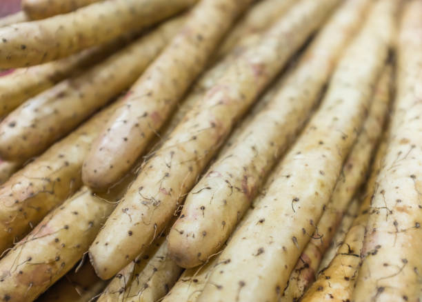 Lots of fresh Chinese yams