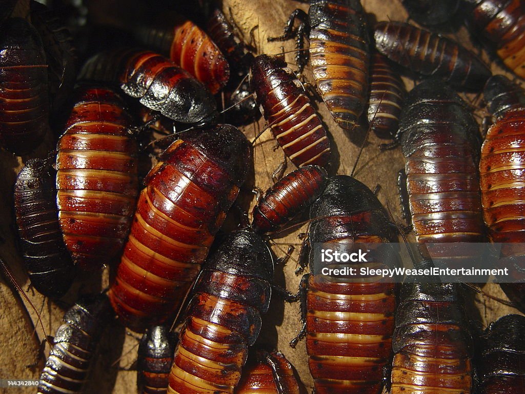 Lots of Cockroaches A swarm of Madagascar Hissing Cockroaches. Cockroach Stock Photo