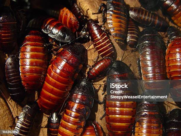 Lots Of Cockroaches Stock Photo - Download Image Now - Cockroach, Insect, Horror