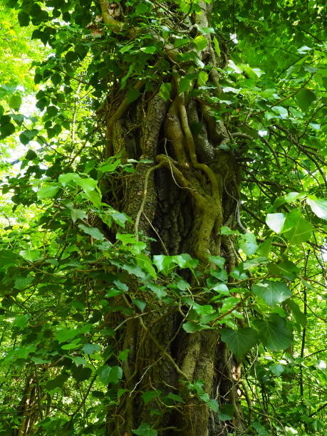 trepadeiras em galhos de árvores em uma floresta europeia. sérvia, parque nacional fruska gora. uma planta que encontra suporte vertical. antenas, raízes aventuriosas, anexos. liana é a forma de vida das plantas. - vertical forest national forest woods - fotografias e filmes do acervo