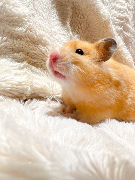 niedlicher syrischer hamster im profil auf einer flauschigen weißen decke - 4797 stock-fotos und bilder