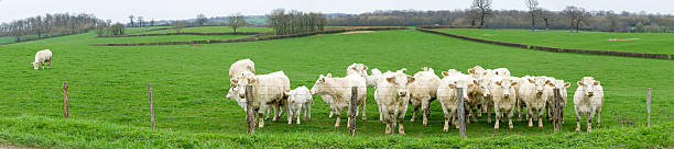 Panorama of a herd of white cows in a green meadow in the Burgundy region of France, with a single cow grazing away from the herd.