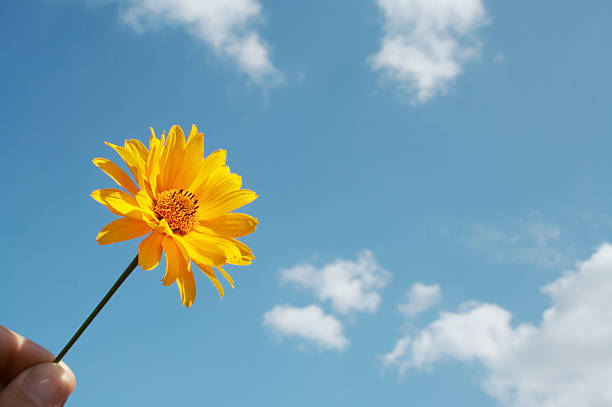 Flower on blue stock photo