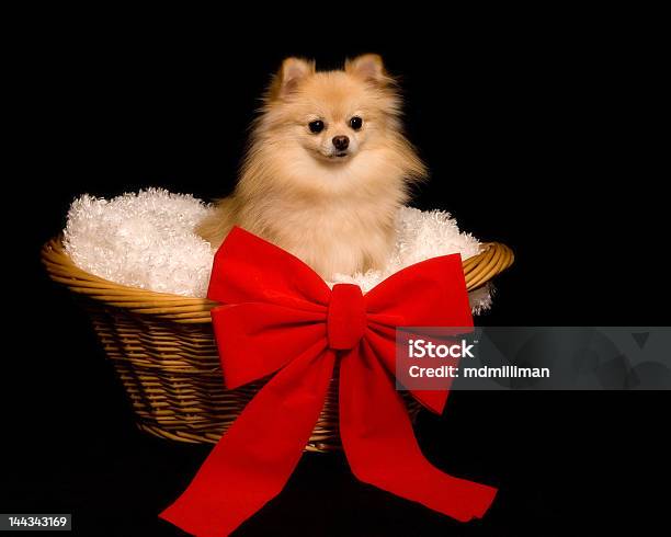 Cachorro Presente Foto de stock y más banco de imágenes de Animal - Animal, Cachorro - Perro, Canino - Animal