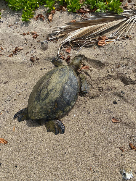 istock Hawaiian green sea turtle 1443433286