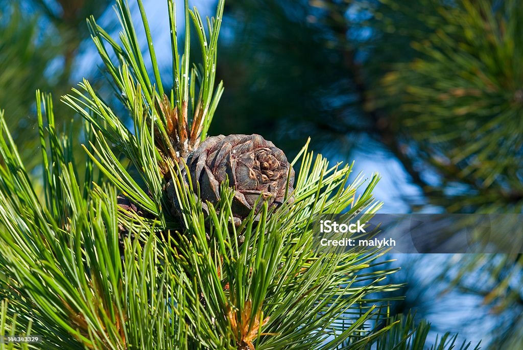 Pinus sibirica (a cone) Pinus cembra, Pinus sibirica. A cone. Near Baikal Lake. Arrangement Stock Photo