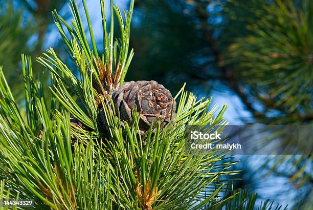 Pinus Sibirica Stock Photo - Download Image Now - Arrangement, Backgrounds, Branch - Plant Part