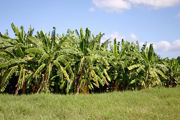 istock Banana Plantation 144343394