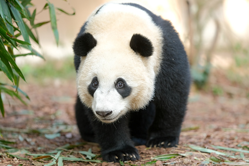 A sub adult panda is walking in his garden.