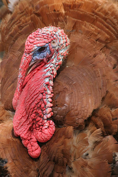 istock Close-up of a Turkey 144343522