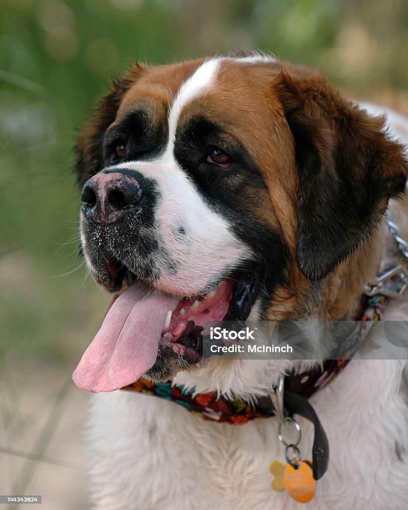 St. Bernard - Foto de stock de Aire libre libre de derechos