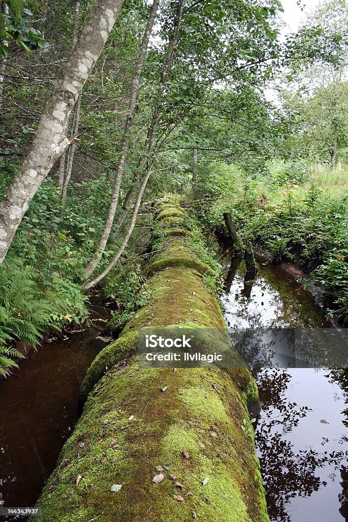 Quando a tubulação encontra a natureza - Foto de stock de Bosque - Floresta royalty-free