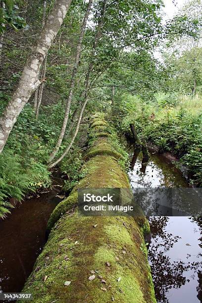 Foto de Quando A Tubulação Encontra A Natureza e mais fotos de stock de Bosque - Floresta - Bosque - Floresta, Cano, Cano d'água