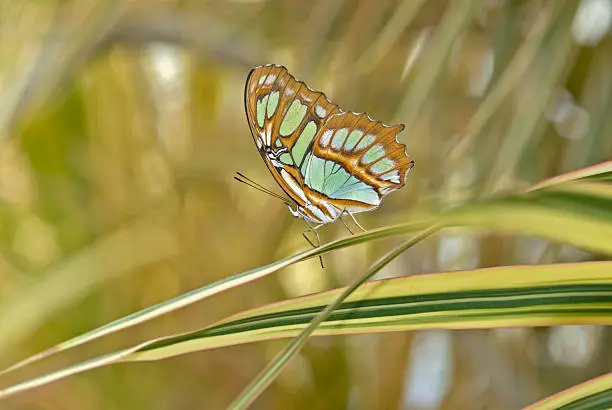 Malachite butterfly  profile.